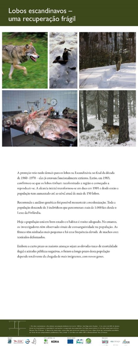 19. Scandinavian Wolves - A Fragile Recovery